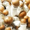 Penis Envy Magic Mushroom Capsules 500mg - 20 - Image 2