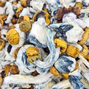 Jedi Mind Fuck Magic Mushrooms - 28g