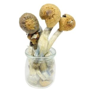 Mexi Magic Mushrooms - 28g