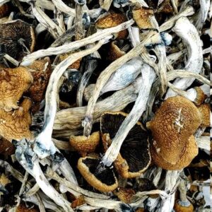 Blue God Magic Mushrooms - 28g