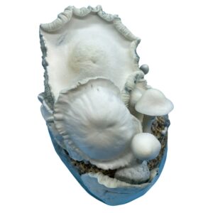 White Lotus - Magic Mushrooms